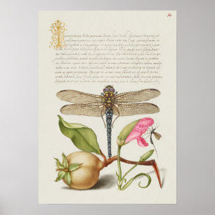 Poster La vie du jardin, Libellule, Poire, Œillet et Inse