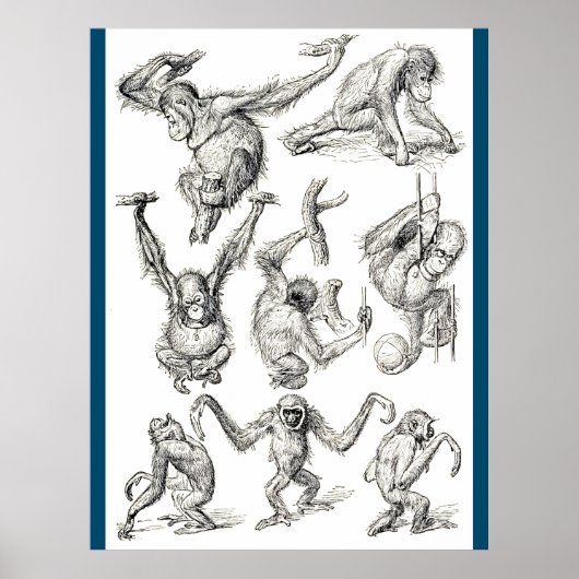 Poster La vie d'un jeune Orangoutan (Devant)