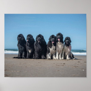 Poster La vie est meilleure à la plage des chiens de terr