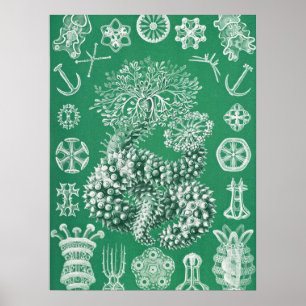 Poster La vie marine Thuroidea Gurkensterne par Ernst Hae