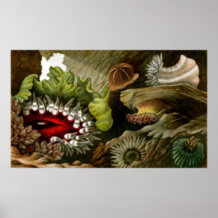 Poster La vie sous-marine trois de Dix