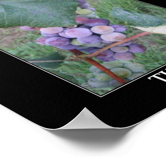 Poster La Vigne (Coin)