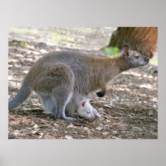 Poster La wallaby à col rouge et ses jolies vacances (Devant)
