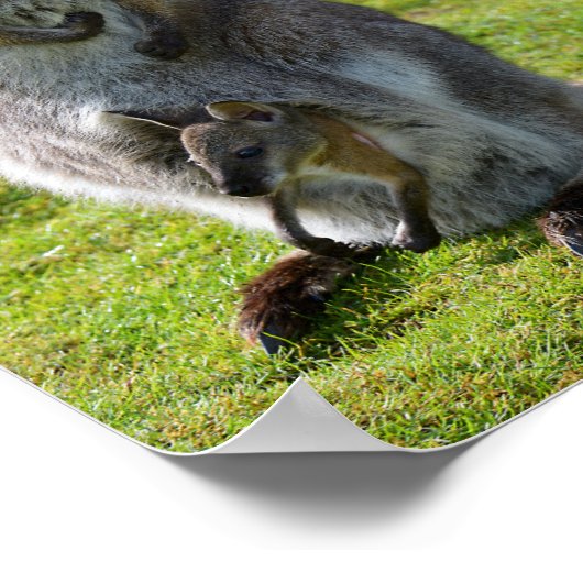 Poster La wallaby à cou rouge et sa joie (Coin)