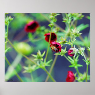 Poster L'abeille à la fleur rouge