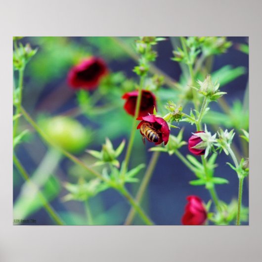 Poster L'abeille à la fleur rouge (Devant)
