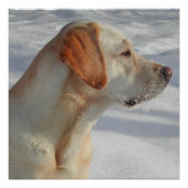 Poster laboratoire jaune 4 (Devant)