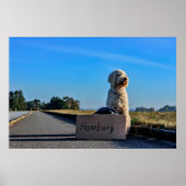 Poster Labradoodle (Devant)