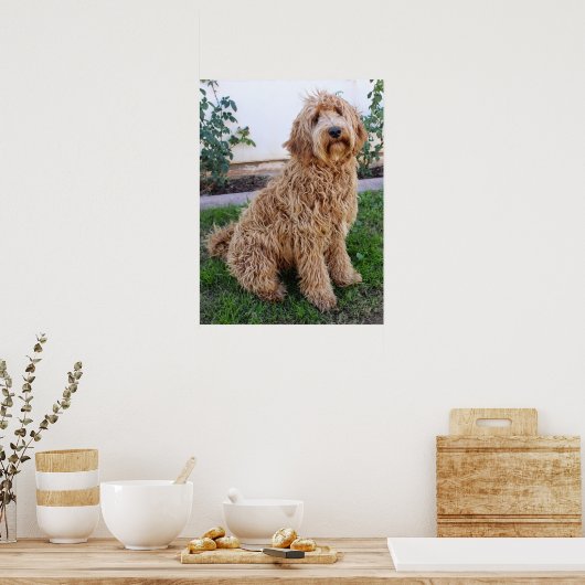 Poster Labradoodle Chien chiot (Cuisine)