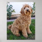 Poster Labradoodle Chien chiot (Devant)