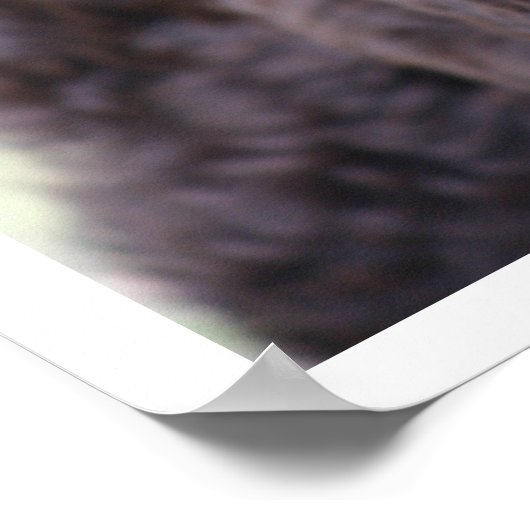 Poster Labradoodle noir (Coin)