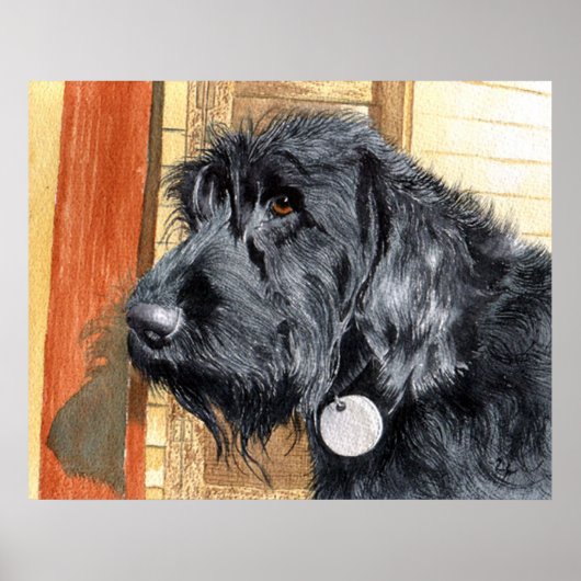 Poster Labradoodle noir #1 Imprimer (Devant)