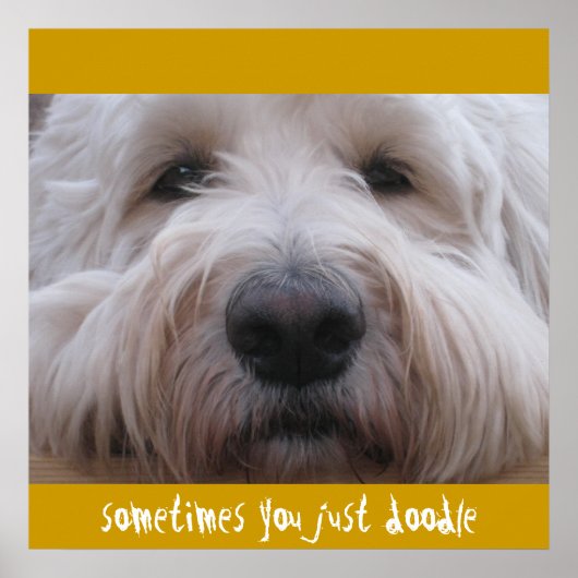 Poster Labradoodle Thoughts (Devant)