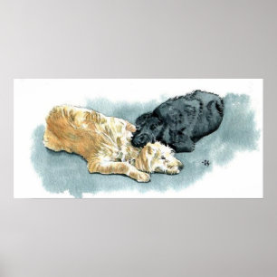 Poster Labradoodles dans la copie de toile d'amour