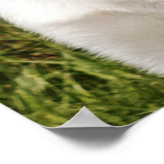 POSTER LABRADOR (Coin)