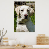 POSTER LABRADOR (Cuisine)