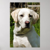 POSTER LABRADOR (Devant)