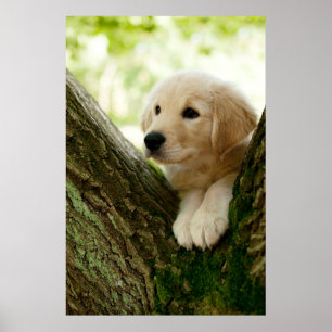 Poster Labrador Chiot Assis Dans Un Cadre De Bois