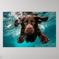 Labrador chocolat joueur nageant sous l'eau