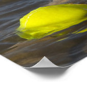 Poster Labrador jaune avec une balle de tennis dans l'eau (Coin)