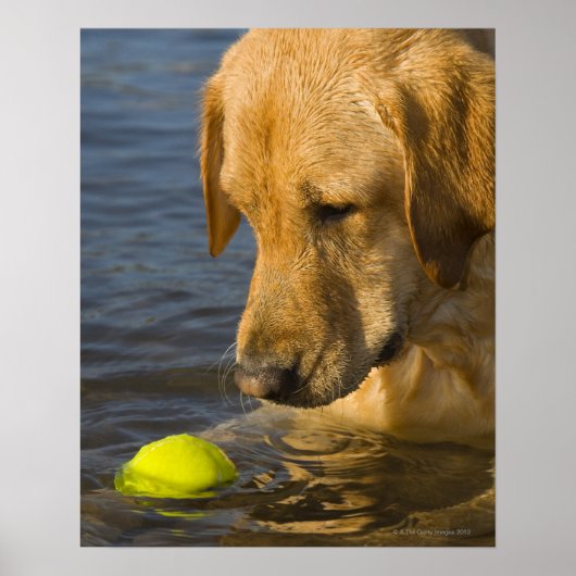 Poster Labrador jaune avec une balle de tennis dans l'eau (Devant)