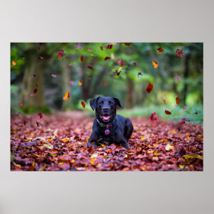 Poster Labrador noir dans les feuilles d'automne