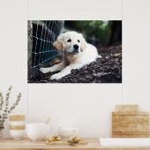 Poster Labrador Puppy (Cuisine)