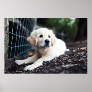 Poster Labrador Puppy