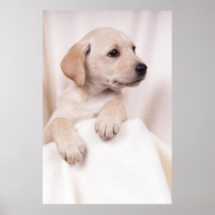 Poster Labrador Puppy