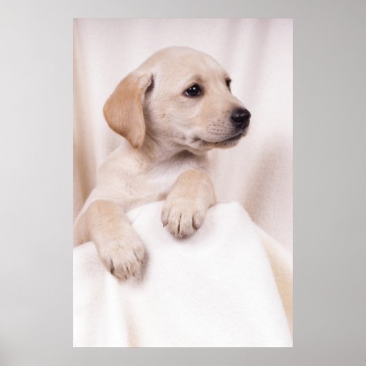 Poster Labrador Puppy (Devant)