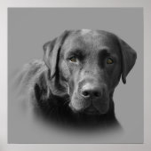 Poster Labrador Retriever (Devant)