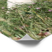 Poster Labrador Retriever (Coin)