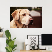 Poster Labrador Retriever (Bureau à domicile)