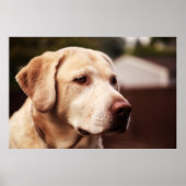 Poster Labrador Retriever (Devant)