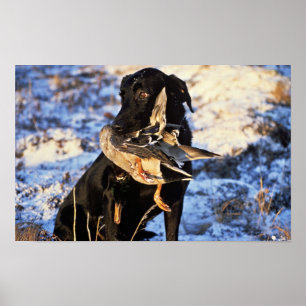 Poster Labrador Retriever avec Drake Mallard