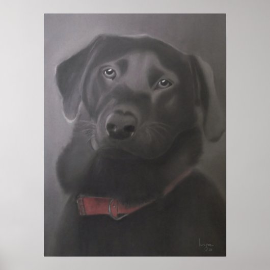 Poster Labrador Retriever Beautiful (Devant)