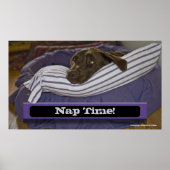Poster Labrador Retriever Dans Le Lit (Devant)