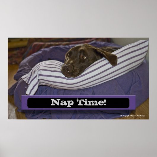 Poster Labrador Retriever Dans Le Lit (Devant)