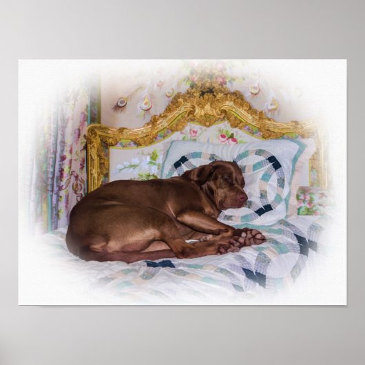 Poster Labrador Retriever Dog, Dormir (Devant)
