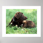 Poster Labrador Retriever Et Fleurs Violettes (Devant)