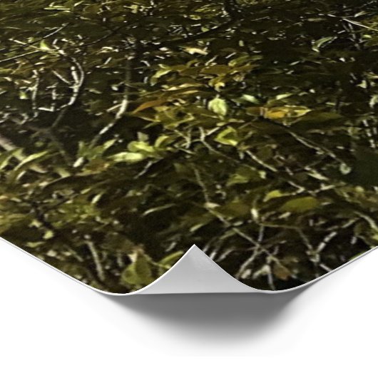 Poster Lac Crescent (Coin)