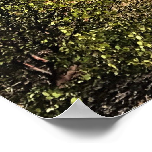 Poster Lac Crescent (Coin)