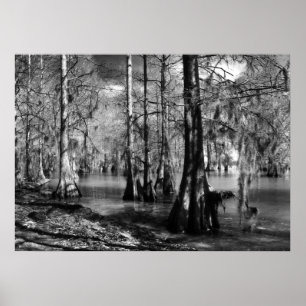 Poster Lac Cypress en noir et blanc