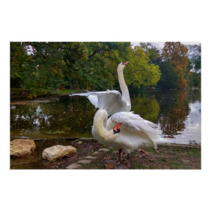 Poster Lac de Swan