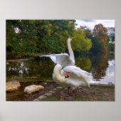 Poster Lac de Swan (Devant)
