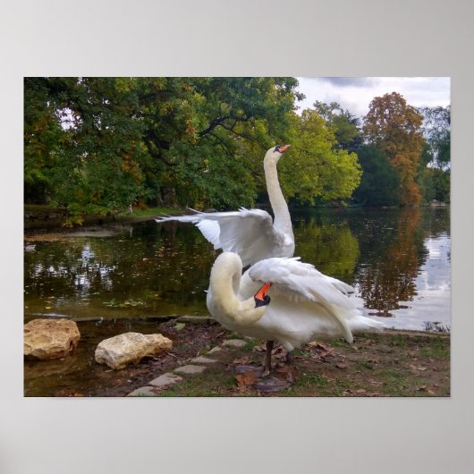 Poster Lac de Swan (Devant)