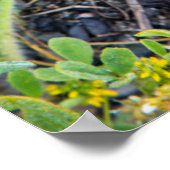 Poster Lac Dudleya At Point Reyes (Coin)