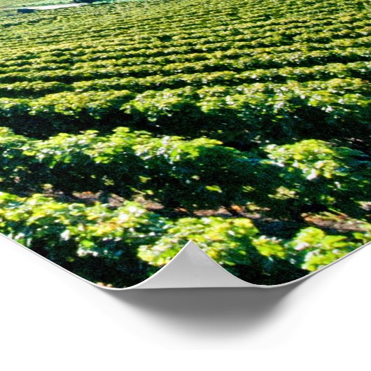 Poster Lac Léman 017 (Coin)