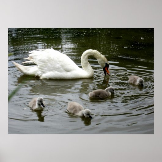 Poster Lac Swan - Imprimer (Devant)