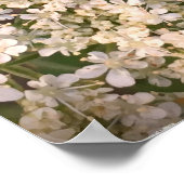 Poster Lace de la Reine Anne, (Coin)